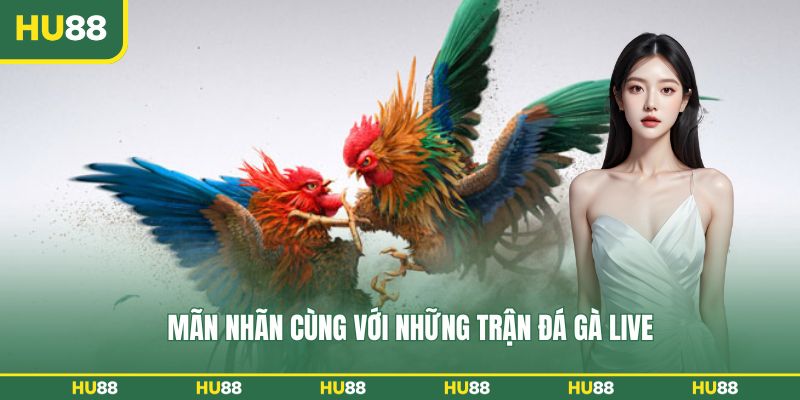Mãn nhãn cùng với những trận đá gà live